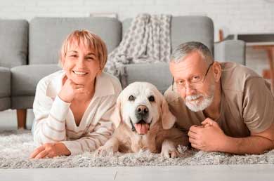 regulación-perros-asistencia